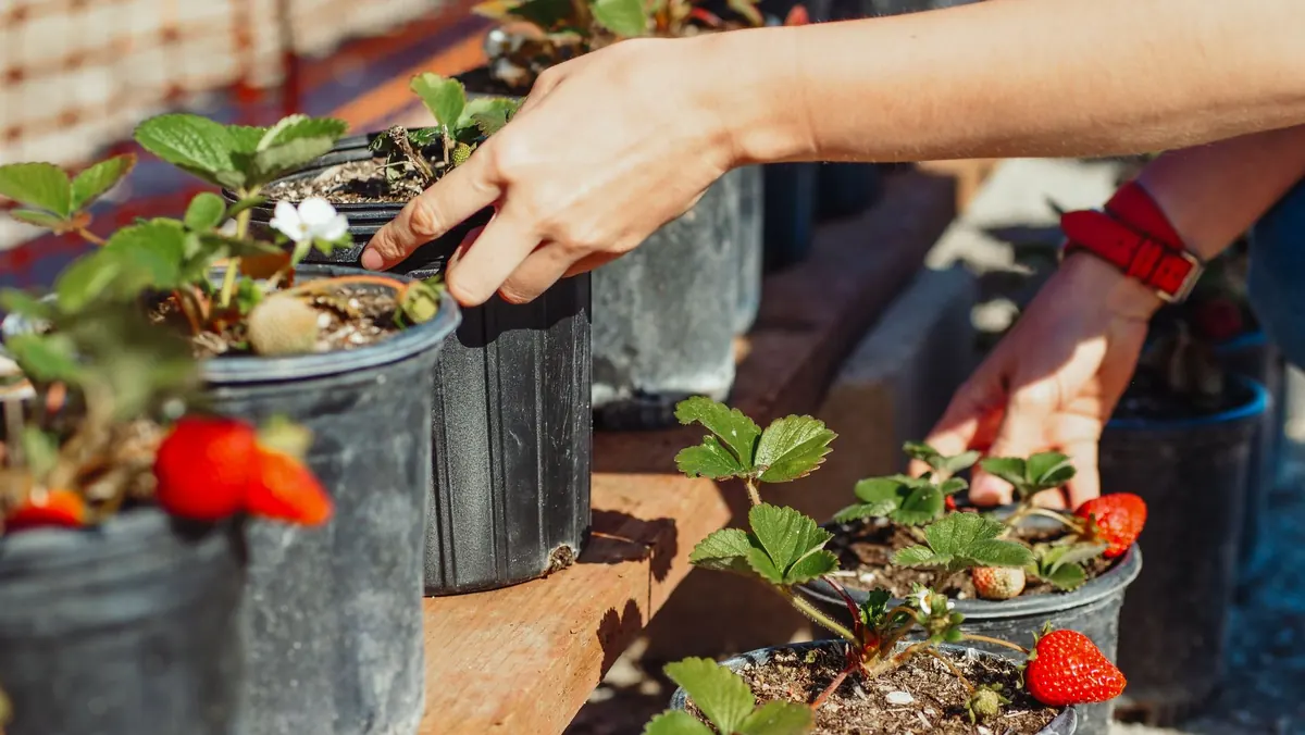 How to Grow Strawberries in UK Gardens for a Longer Harvest