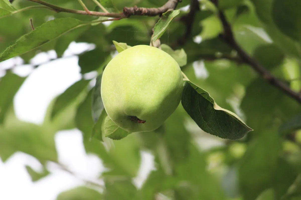 How to Tell When Apples Are Ready to Pick: Colour, Seeds and Taste