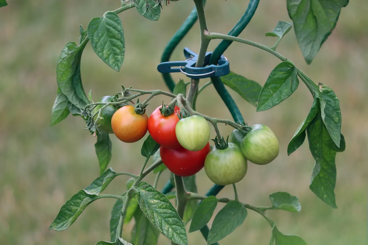 Tomatoes Not Ripening? 7 Common Mistakes and Fixes