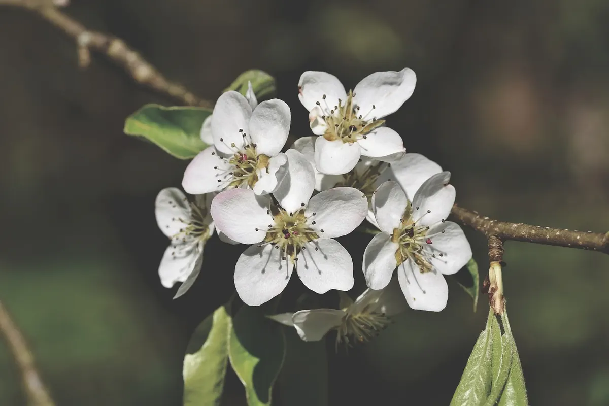 When to Harvest Pears: A Step-by-Step Guide for UK Growers